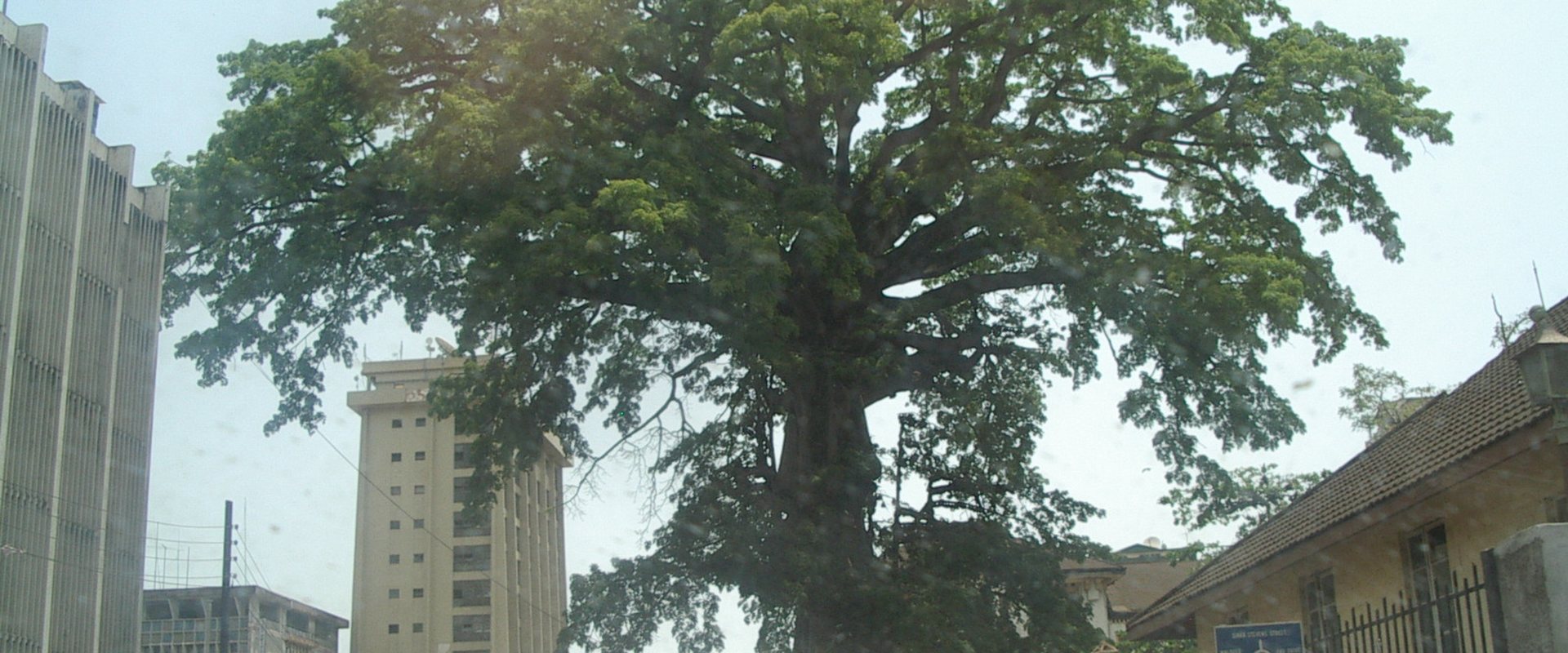 Cotton Tree (Sierra Leone)