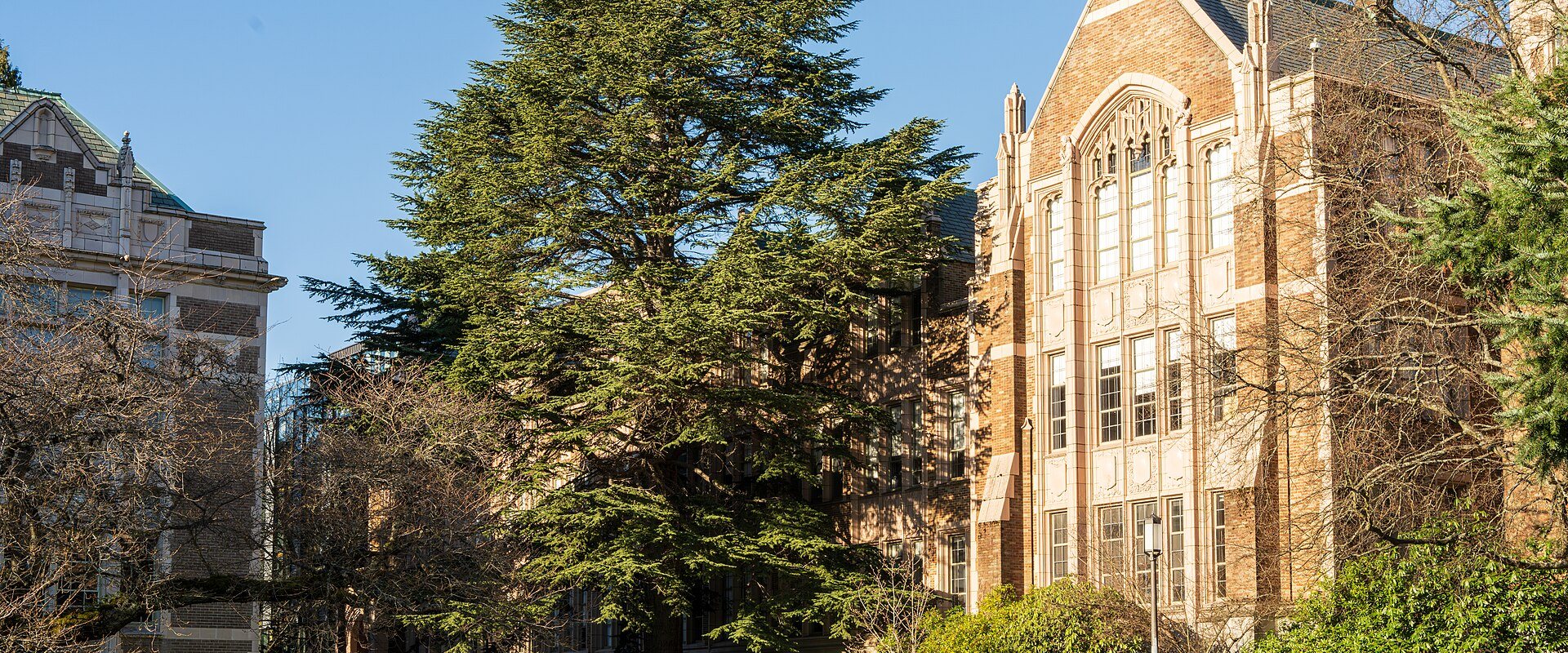 Cedrus libani University of Washington Quad Seattle 2026